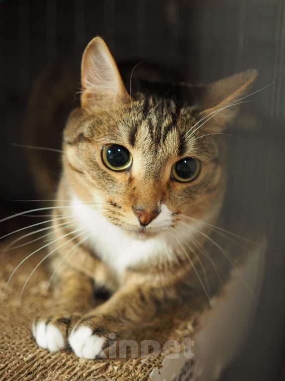 Кошки в Москве: Интелегентный котик Честер Мальчик, Бесплатно - фото 1