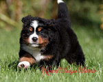 Собаки в Гатчине: Бернский зенненхунд, щенки.  Девочка, 100 000 руб. - фото 1