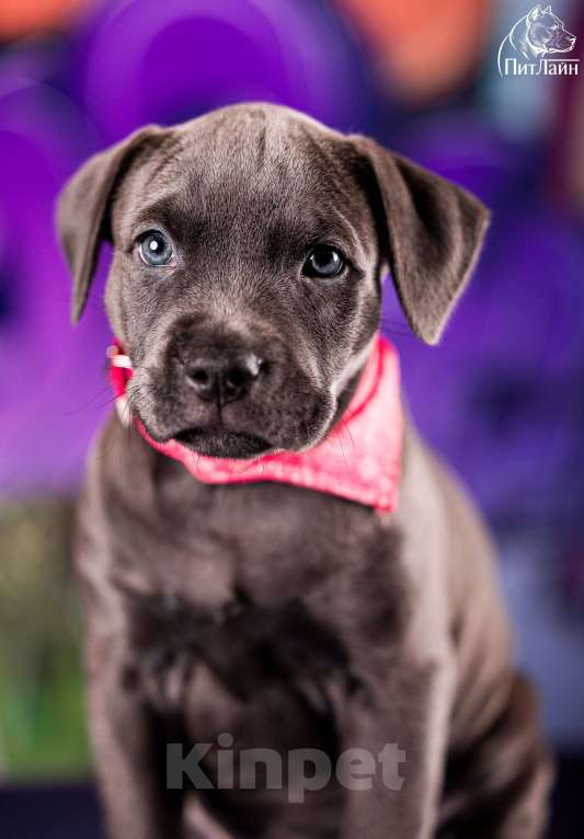 Собаки в Ульяновске: Американский питбультерьер, щенок Девочка, Бесплатно - фото 5