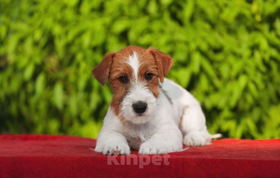 Собаки в Новосибирске: Высокопородный щенок джек рассел терьера  Мальчик, Бесплатно - фото 1