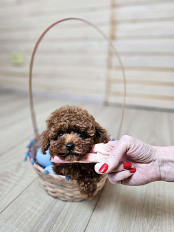 Той-пудель мини мальчик в разведение