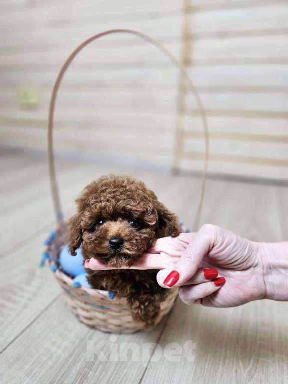 Собаки в Химках: Той-пудель мини мальчик в разведение Мальчик, 200 000 руб. - фото 1