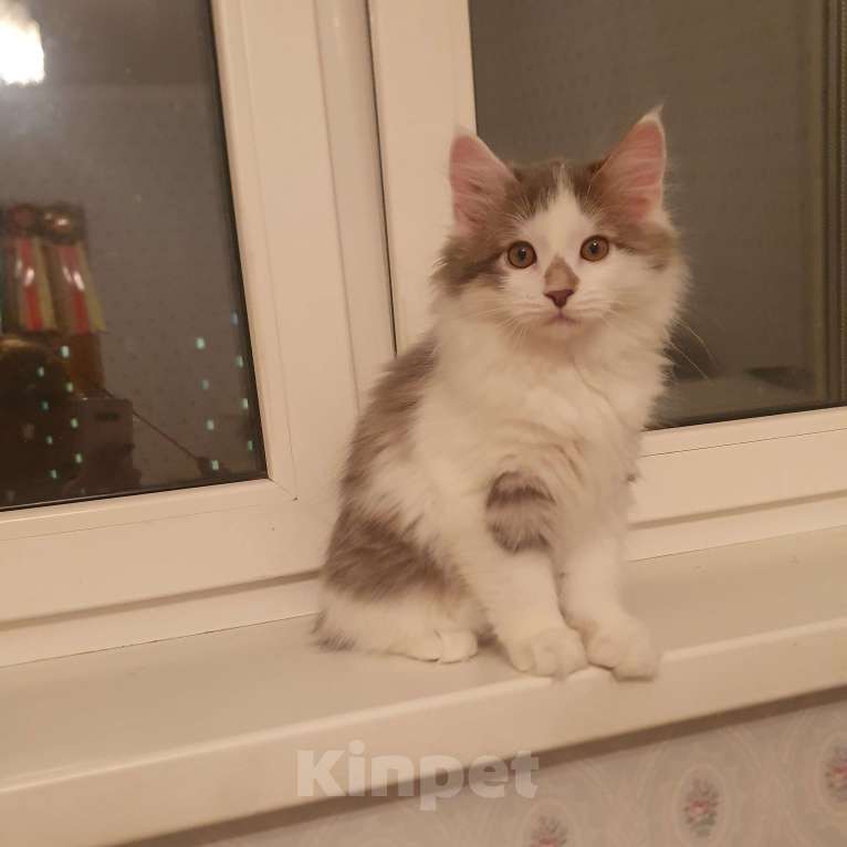 Кошки в Москве: Голубой биколор Мальчик, 18 000 руб. - фото 3