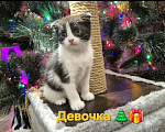 Кошки в Краснодаре: Шотландская ВИСЛОУХАЯ короткошерстная Девочка, 10 000 руб. - фото 1