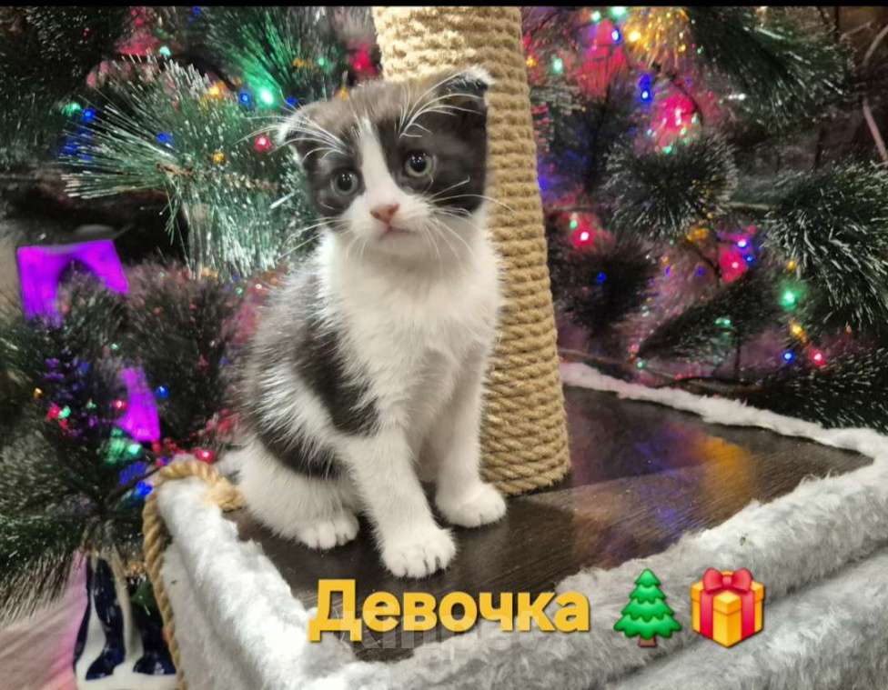 Кошки в Краснодаре: Шотландская ВИСЛОУХАЯ короткошерстная Девочка, 10 000 руб. - фото 1
