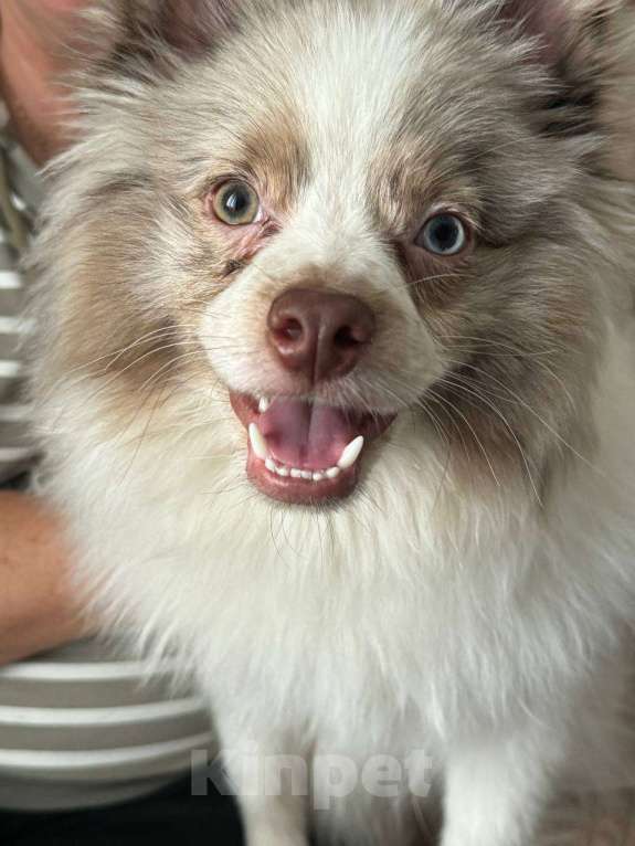 Собаки в Москве: Немецкий шпиц Мальчик, 25 000 руб. - фото 2