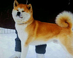 Собаки в Волгодонске: Кобель. АКИТА ИНУ.ВЯЗКА Мальчик, 30 000 руб. - фото 2