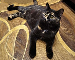 Кошки в Сертолово: Стерилизованная кошечка 6 месяцев, Бесплатно - фото 1