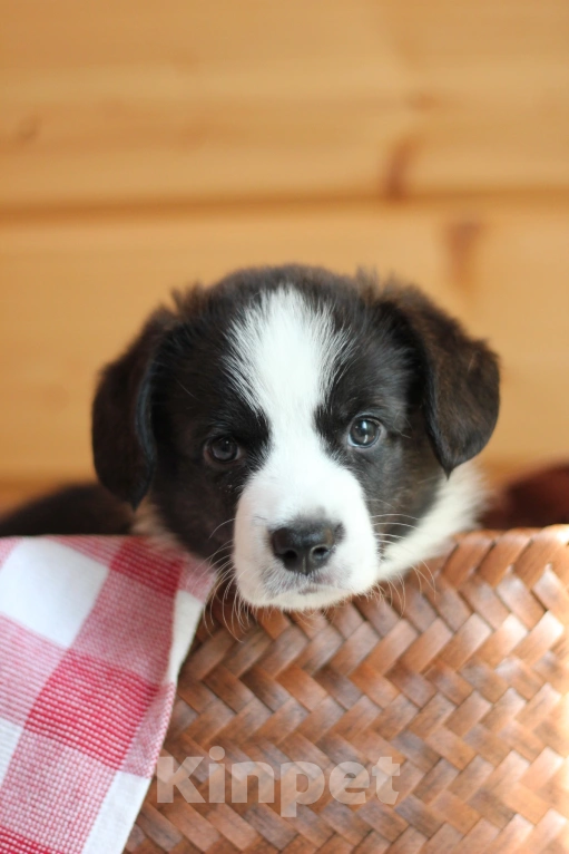 Собаки в Симферополе: Щенки вельш корги кардиган мальчики Мальчик, 50 000 руб. - фото 5