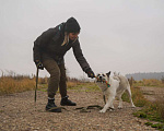 Собаки в Клине: Суперактивная Халва Девочка, Бесплатно - фото 6