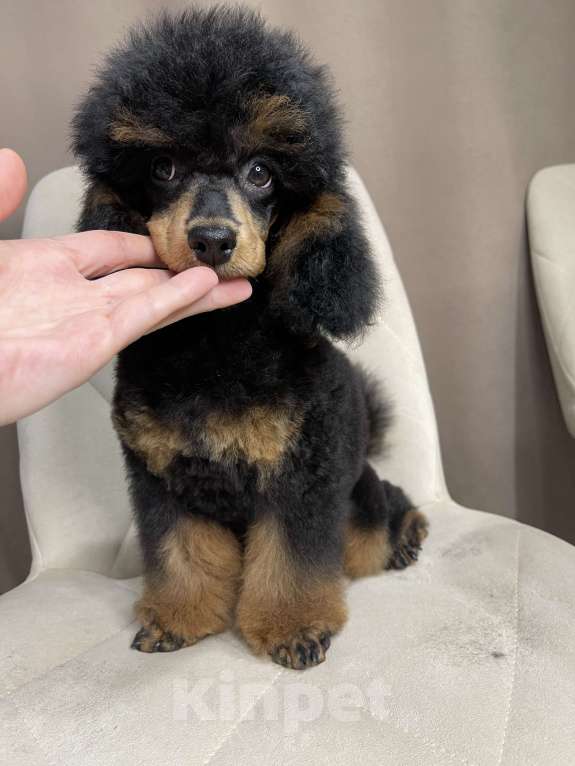 Собаки в Калуге: Пудель той/миниатюра фантом  Мальчик, 80 000 руб. - фото 3