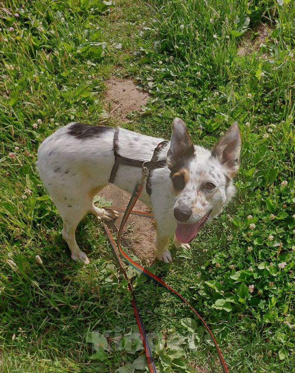 Собаки в Москве: АЛЬБА ИЩЕТ ДОМ! Девочка, 10 руб. - фото 3