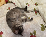 Кошки в Санкт-Петербурге: Отдам кошку в добрые руки  Девочка, Бесплатно - фото 5