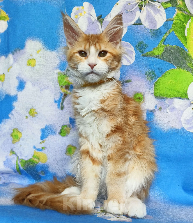 Кошки в Москве: Котёнок Мейн-Кун Девочка Девочка, 50 000 руб. - фото 5