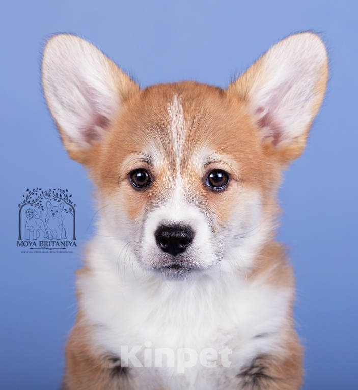 Собаки в Нижнем Новгороде: Дети Dragonjoy Star Trekket Мальчик, 50 000 руб. - фото 2