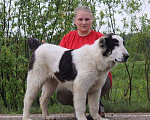 Собаки в Дмитрове: Щенок среднеазиатской овчарки Мальчик, Бесплатно - фото 4