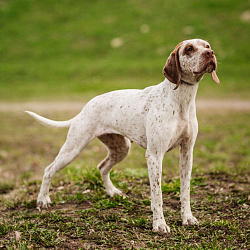 Бурбонский бракк Бурбонский бракк