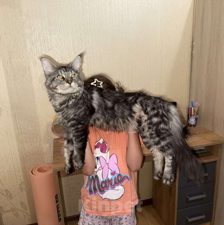 Кошки в Симферополе: Красавчик мейн-кун Урча Мальчик, 15 000 руб. - фото 2
