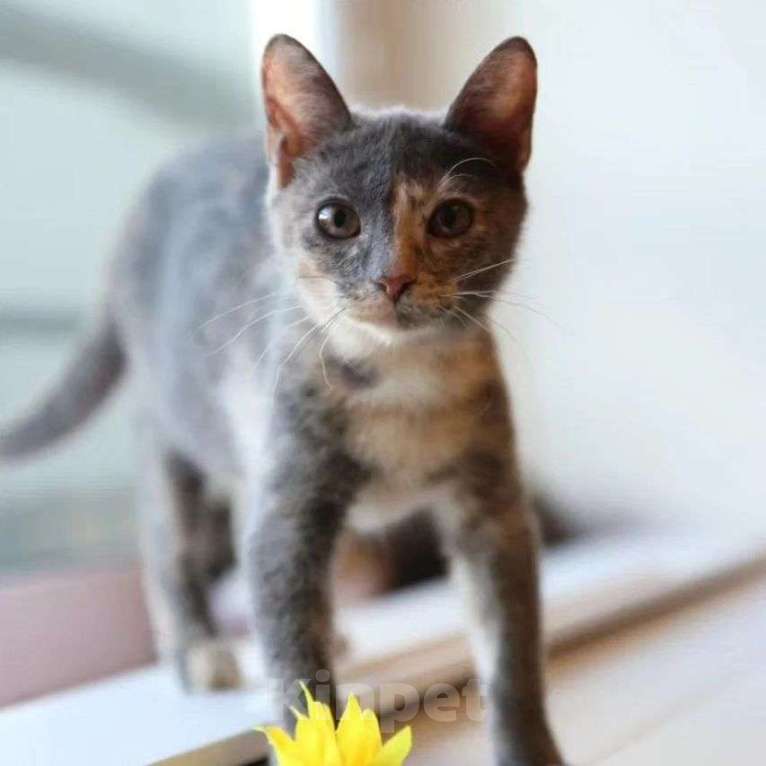 Кошки в Москве: Маленький котенок Пинки Девочка, Бесплатно - фото 4