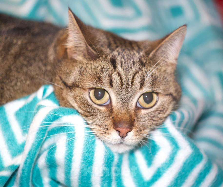 Кошки в Москве: Кошка в добрые руки Девочка, 100 руб. - фото 1