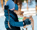 Собаки в Москве: Бассенджи в дар Мальчик, Бесплатно - фото 8