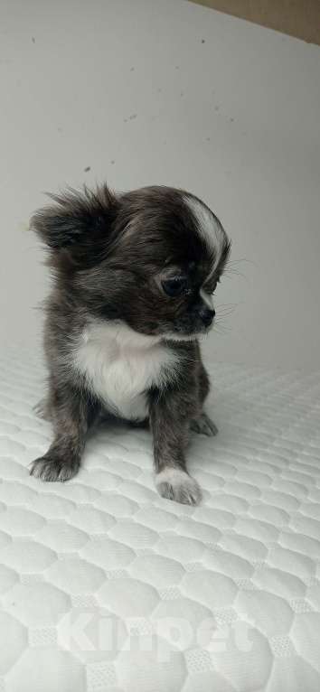 Собаки в Ижевске: Чихуахуа Мальчик, 45 000 руб. - фото 2