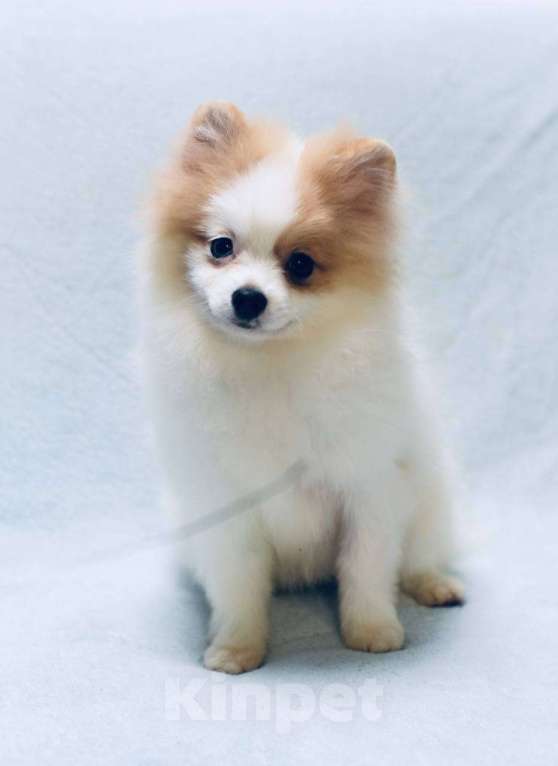 Собаки в Москве: Девочка померанского шпица бело-кремово мраморного окраса Девочка, 50 000 руб. - фото 2