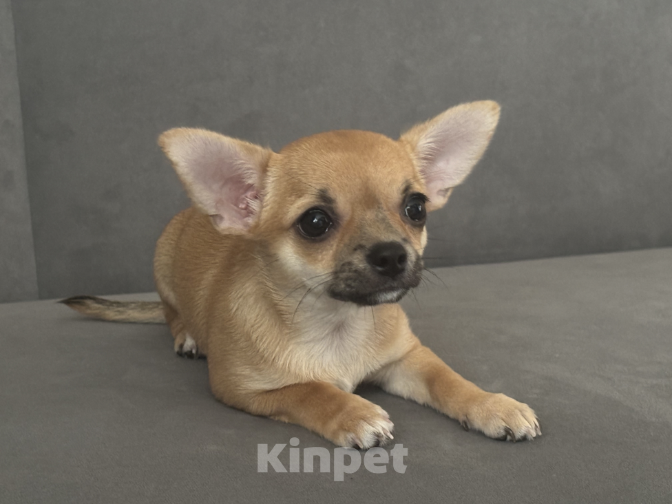 Собаки в Самаре: очаровательные малыши чихуахуа Девочка, 40 000 руб. - фото 2