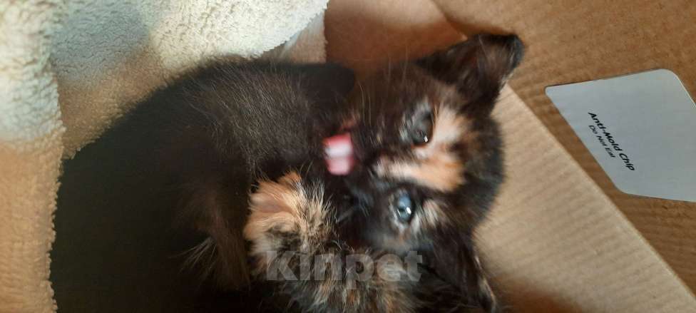 Кошки в Красногорске: Котик в добрые ручки Девочка, Бесплатно - фото 3