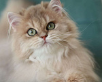 Кошки в Владивостоке: Длинношерстный котенок драгоценного окраса Мальчик, 80 000 руб. - фото 1