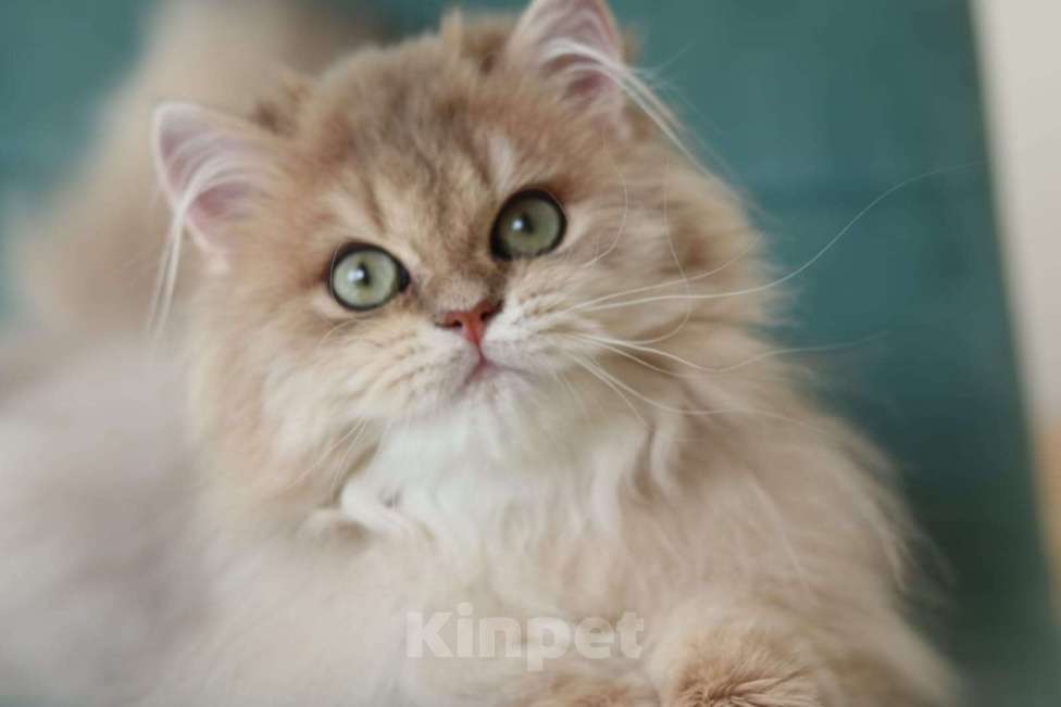 Кошки в Владивостоке: Длинношерстный котенок драгоценного окраса Мальчик, 80 000 руб. - фото 1