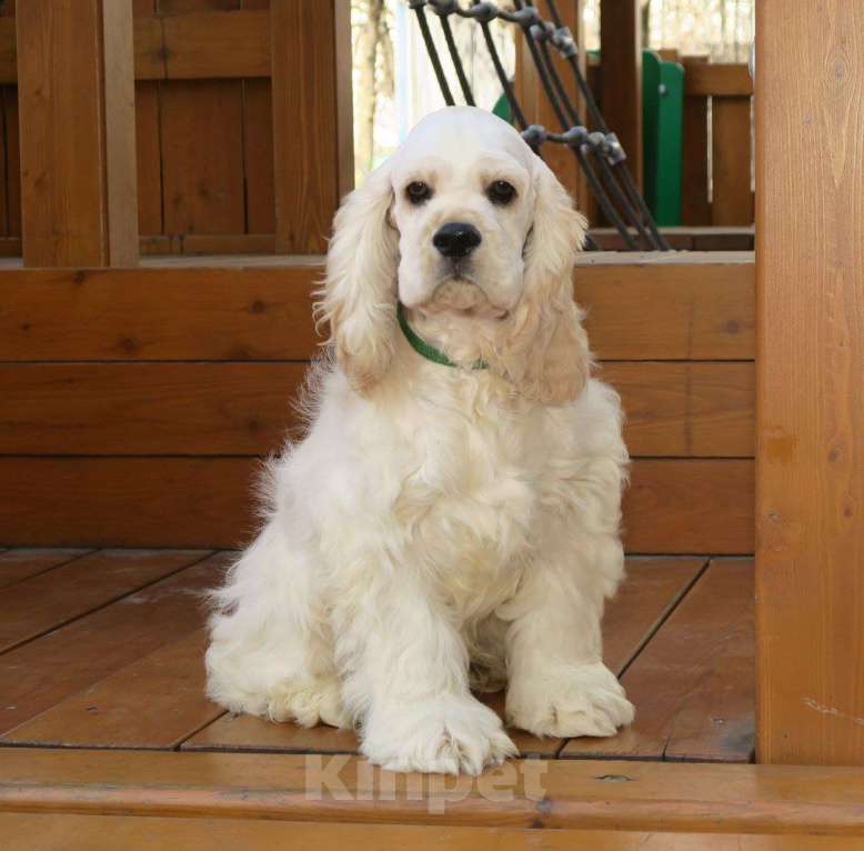 Собаки в Москве: продается американский кокер спаниель  Мальчик, Бесплатно - фото 5