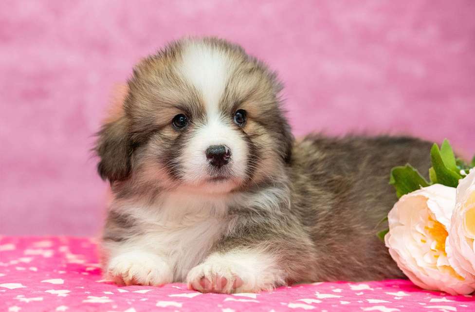 Собаки в Москве: Флаффи Мальчик, 60 000 руб. - фото 1