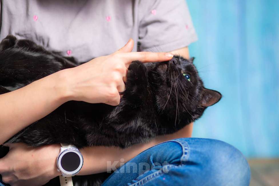 Кошки в Москве: Ласковая, воспитанная красотка в добрые руки! Девочка, Бесплатно - фото 6