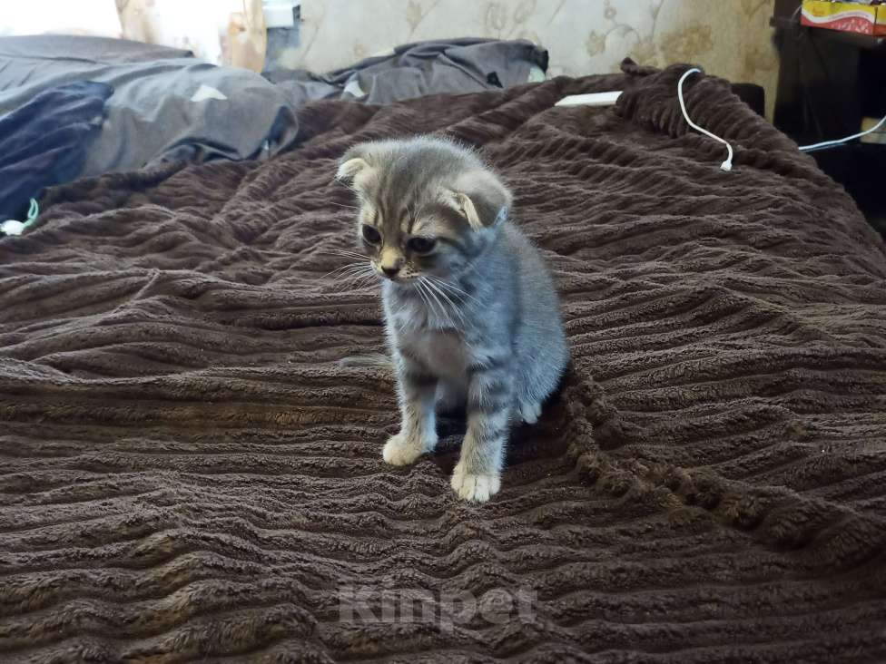 Кошки в Нелидово: Вислоухая серенькая умная добрая кушает хорошо еда любая мясо сосиски консервы корм не рекомендую  Девочка, 3 800 руб. - фото 2