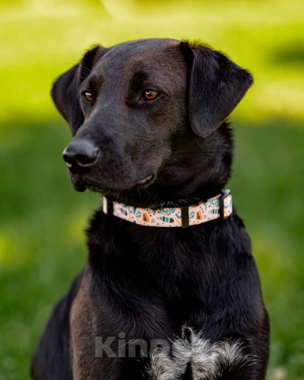 Собаки в Москве: Чудесная собачка Шоколадка ищет дом. Девочка, Бесплатно - фото 1