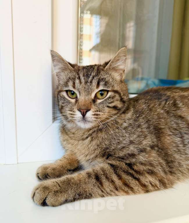 Кошки в Москве: Котенок Плюша -полосатая девочка в добрые руки Девочка, Бесплатно - фото 7