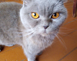 Кошки в Ессентуках: Ищу хорошего хозяина для кошки  Девочка, 10 руб. - фото 1