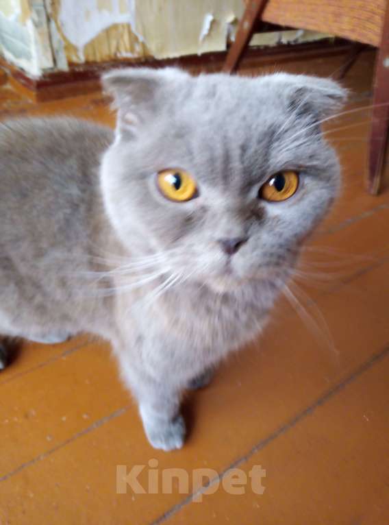 Кошки в Ессентуках: Ищу хорошего хозяина для кошки  Девочка, 10 руб. - фото 1