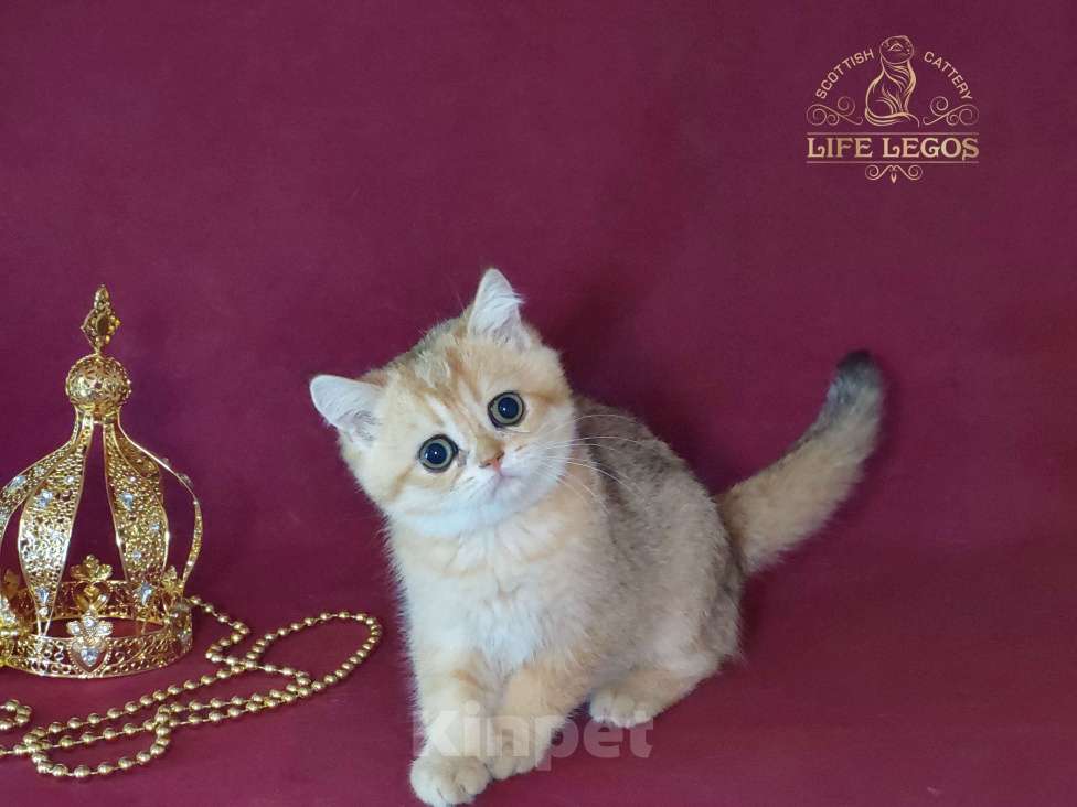 Кошки в Москве: Шотландский котёнок золотая шиншилла девочка Девочка, 50 000 руб. - фото 6