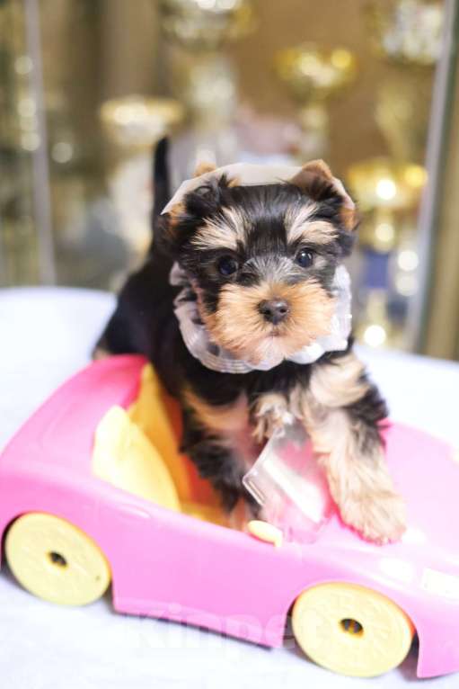 Собаки в Санкт-Петербурге: Щенок Йоркширского терьера, мальчик  Мальчик, 45 000 руб. - фото 2