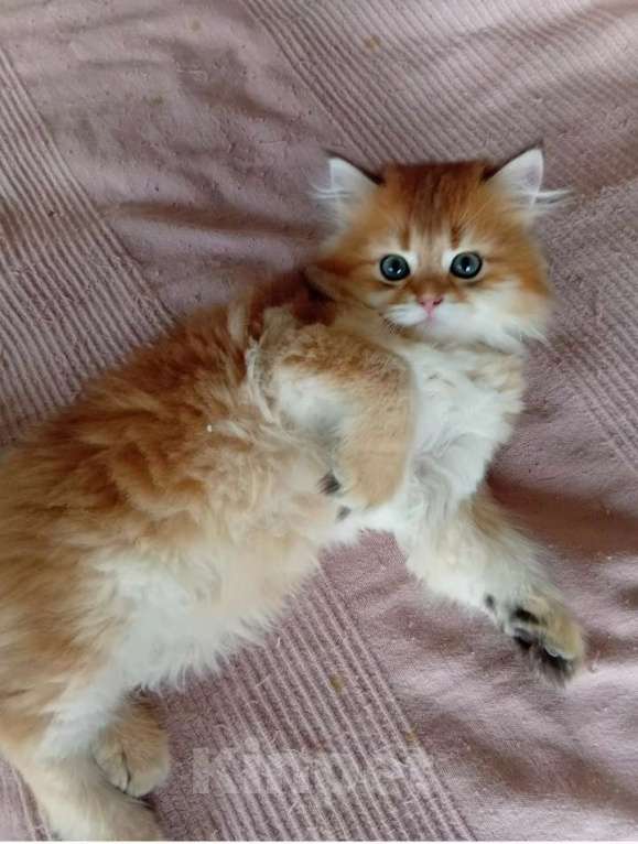 Кошки в Москве: Шотландский котик хайленд страйт Мальчик, 15 000 руб. - фото 1