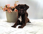 Собаки в Новосибирске: Пти-брабансон шоколад щенок Мальчик, 50 000 руб. - фото 2