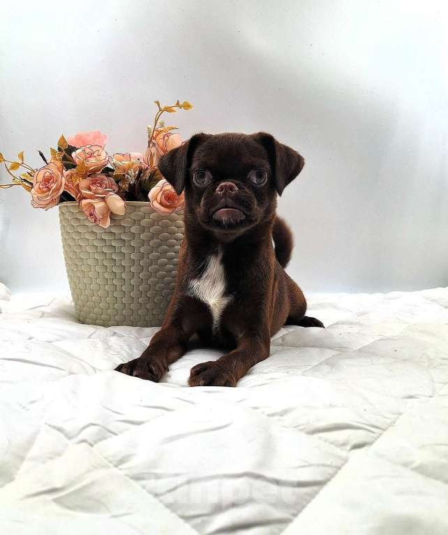 Собаки в Новосибирске: Пти-брабансон шоколад щенок Мальчик, 50 000 руб. - фото 2