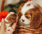 Собаки в Санкт-Петербурге: Кавалер Кинг Чарльз Спаниель Девочка, Бесплатно - фото 1