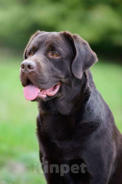 Собаки в других городах Крыма: Щенки лабрадора-ретривера Мальчик, 35 000 руб. - фото 7