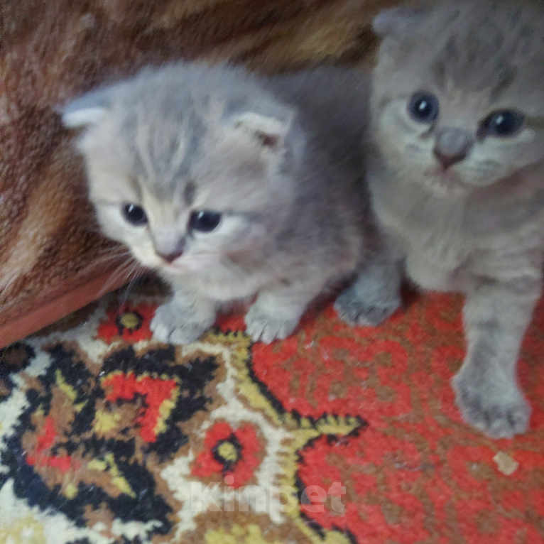 Кошки в других городах Приморского края: Продажа котят Девочка, 9 000 руб. - фото 3