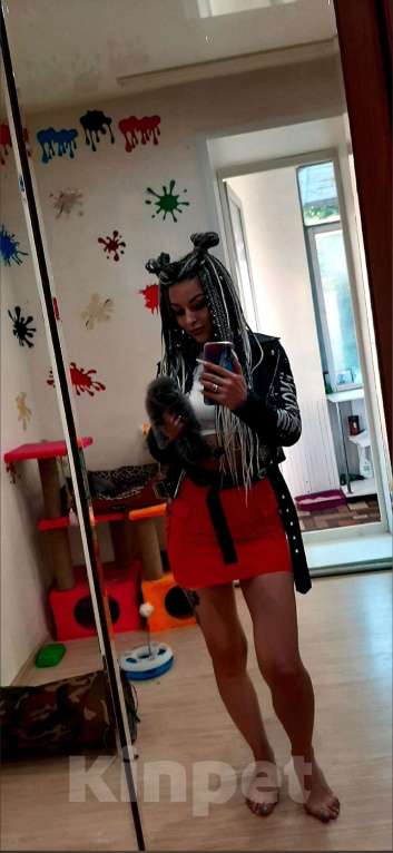 Кошки в Коломне: Полидактильные шотландцы из Канады Мальчик, 40 000 руб. - фото 7