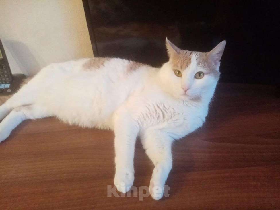 Кошки в Калуге: Отдам кота в добрые руки Мальчик, Бесплатно - фото 3