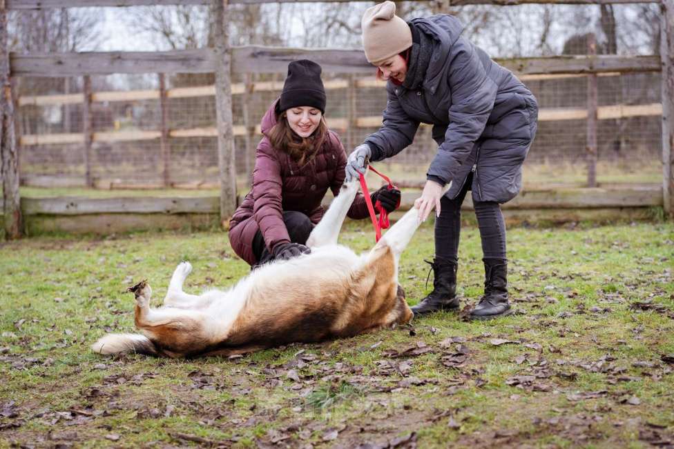 Собаки в Москве: Михаил Потапыч - плюшевый алабайка в приюте, ищет дом Мальчик, Бесплатно - фото 9